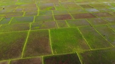 Pirinç tarlası Hindistan 'ın kuzey doğusunda çekildi. Tripura Hindistan 'daki Jalai Köyü' ndeki güzel dağ evi ve pirinç tarlalarının 4k hava manzarası..