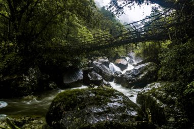 Single Living roots bridge in nongriat village in cherrapunjee meghalaya India. This bridge is formed by training tree roots over years to knit together. clipart