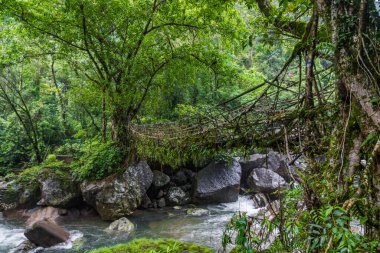 Hindistan 'ın Cherrapunjee meghalaya köyündeki tek yaşayan kökler köprüsü. Bu köprü, ağaç köklerini birleştirmek için yıllar boyunca eğitim görerek kurulmuştur..