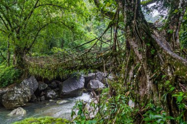 Hindistan 'ın Cherrapunjee meghalaya köyündeki tek yaşayan kökler köprüsü. Bu köprü, ağaç köklerini birleştirmek için yıllar boyunca eğitim görerek kurulmuştur..
