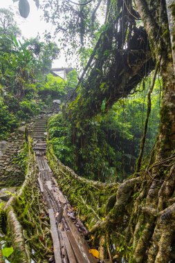 Hindistan 'da Cherrapunjee meghalaya köyünde çift katlı bir köprü. Bu köprü, ağaç köklerini birleştirmek için yıllar boyunca eğitim görerek kurulmuştur..