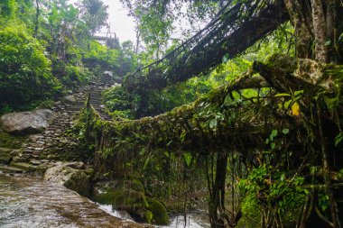 Double decker living root bridge  in nongriat village in cherrapunjee meghalaya India. This bridge is formed by training tree roots over years to knit together. clipart
