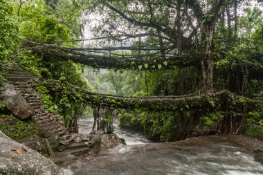 Hindistan 'da Cherrapunjee meghalaya köyünde çift katlı bir köprü. Bu köprü, ağaç köklerini birleştirmek için yıllar boyunca eğitim görerek kurulmuştur..