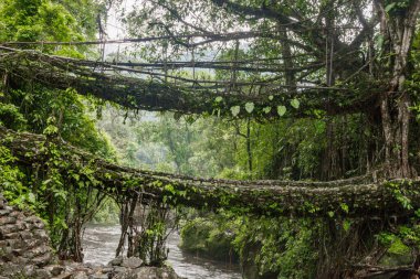 Hindistan 'da Cherrapunjee meghalaya köyünde çift katlı bir köprü. Bu köprü, ağaç köklerini birleştirmek için yıllar boyunca eğitim görerek kurulmuştur..