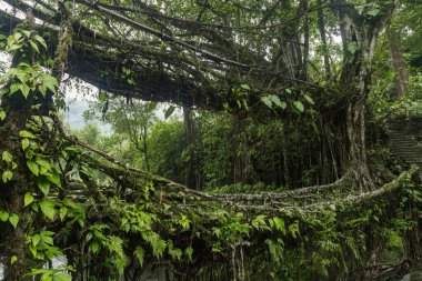 Hindistan 'da Cherrapunjee meghalaya köyünde çift katlı bir köprü. Bu köprü, ağaç köklerini birleştirmek için yıllar boyunca eğitim görerek kurulmuştur..