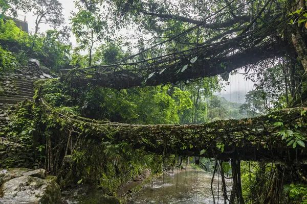 stock image Double decker living root bridge  in nongriat village in cherrapunjee meghalaya India. This bridge is formed by training tree roots over years to knit together.