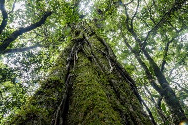 Mawphlang Kutsal Ormanı ya da Lawkyntang, Hindistan 'da Shillong Meghalaya yeşil yosunlu ormanı yakınlarında yerel Khasi halkı tarafından korunan antik bir ormandır..