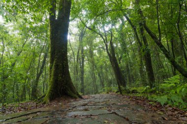Mawphlang Kutsal Ormanı ya da Lawkyntang, Hindistan 'da Shillong Meghalaya yeşil yosunlu ormanı yakınlarında yerel Khasi halkı tarafından korunan antik bir ormandır..
