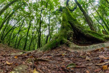 Mawphlang Kutsal Ormanı ya da Lawkyntang, Hindistan 'da Shillong Meghalaya yeşil yosunlu ormanı yakınlarında yerel Khasi halkı tarafından korunan antik bir ormandır..