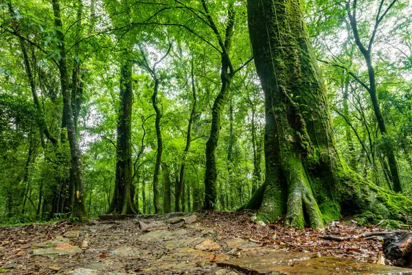 stock image Mawphlang Sacred forest or lawkyntang is an ancient forest preserved by the local khasi people near shillong meghalaya green mossy forest in India.