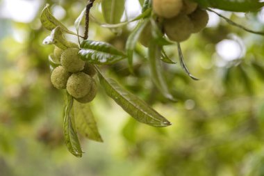 Ormanda Arbutus meyvesi ya da Red Yangmei meyvesi, Kırmızı Bayberry, Yumberry, Yamamomo, iş yolu üzerinde Waxberry.