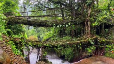 Hindistan 'da Cherrapunjee meghalaya köyünde çift katlı bir köprü. Bu köprü, ağaç köklerini birleştirmek için yıllar boyunca eğitim görerek kurulmuştur..