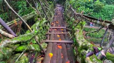 Cherrapunjee, meghalaya Hindistan 2 Haziran 2024. Hindistan 'da Cherrapunjee meghalaya köyünde çift katlı bir köprü. Bu köprü, ağaç köklerini birleştirmek için yıllar boyunca eğitim görerek kurulmuştur..