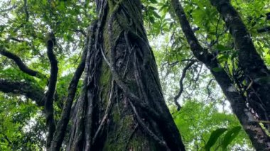 Mawphlang Kutsal Ormanı ya da Lawkyntang, Hindistan 'da Shillong Meghalaya yeşil yosunlu ormanı yakınlarında yerel Khasi halkı tarafından korunan antik bir ormandır..