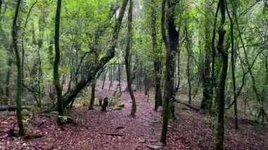Mawphlang Kutsal Ormanı ya da Lawkyntang, Hindistan 'da Shillong Meghalaya yeşil yosunlu ormanı yakınlarında yerel Khasi halkı tarafından korunan antik bir ormandır..