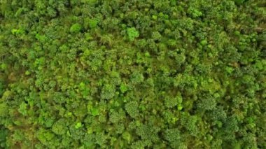 Dainthlen yakınlarındaki meghalaya cherrapunji 'nin havadan görünüşü Hindistan' a düşer. Doğu Khasi tepelerinin güzel manzara manzarası Cherrapunji mawsynram ormanı Meghalaya Hindistan 'da..