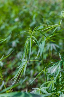 Kenevir yaprağı ve esrar bitkisi. Haryana Hindistan 'da tıbbi esrar.