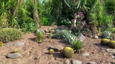  Ulusal kaktüs ve sulu botanik bahçesi ve araştırma merkezi Panchkula Haryana Hindistan 'daki kaktüs bahçesi olarak bilinir..