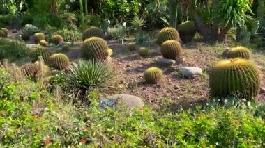  Ulusal kaktüs ve sulu botanik bahçesi ve araştırma merkezi Panchkula Haryana Hindistan 'daki kaktüs bahçesi olarak bilinir..