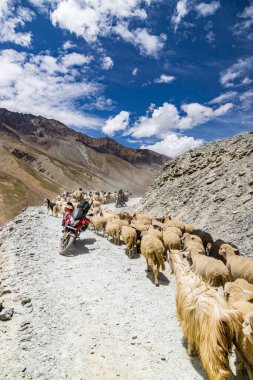Lahul, Himachal Pradesh, Hindistan, 8 Temmuz 2022. Himalaya koyun sürüsü Hindistan 'ın batal gramphu-batal-kaza yolu himachal pradesh' te yüksek bir dağ geçidinden geçiyor..