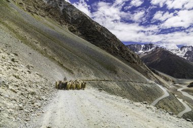 Lahul, Himachal Pradesh, Hindistan, 8 Temmuz 2022. Himalaya koyun sürüsü Hindistan 'ın batal gramphu-batal-kaza yolu himachal pradesh' te yüksek bir dağ geçidinden geçiyor..