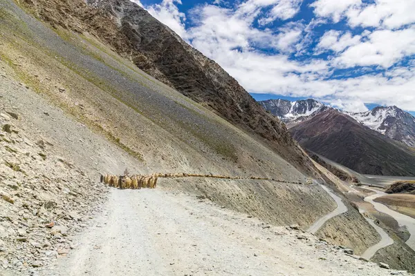 Lahul, Himachal Pradesh, Hindistan, 8 Temmuz 2022. Himalaya koyun sürüsü Hindistan 'ın batal gramphu-batal-kaza yolu himachal pradesh' te yüksek bir dağ geçidinden geçiyor..