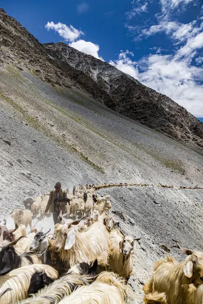 Lahul, Himachal Pradesh, Hindistan, 8 Temmuz 2022. Himalaya koyun sürüsü Hindistan 'ın batal gramphu-batal-kaza yolu himachal pradesh' te yüksek bir dağ geçidinden geçiyor..