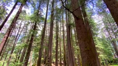 Hindistan 'ın Himachal Pradesh eyaletindeki Manali doğa parkındaki bir ormanda ağaç tepelerinin ve büyük ağaç gövdesinin güzel manzarası..