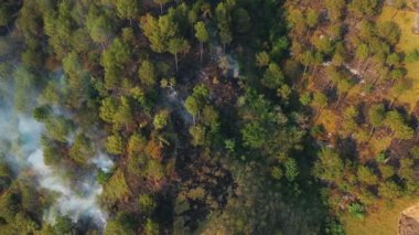 Vahşi ateş hava manzarası. Chowki Himachal Pradesh Hindistan 'daki orman bölgesinde kontrolsüz yangın. Yangın dumanı hava kirliliğine neden oldu. Doğa, çevre, ekoloji, toprak. küresel iklim değişikliği kavramı.