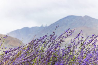 Lavender flowers and Himalayan mountains in Nubra Valley at Rongdu Village Road in Ladakh, India. clipart