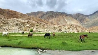 Himalaya atları Pangong Gölü yolu boyunca Tibet 'in yüksek ve devasa dağlarıyla çevrilidir. Kuzey Hindistan, Ladakh' taki Muglib..