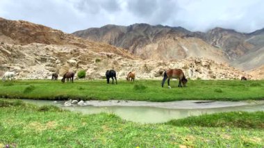 Himalaya atları Pangong Gölü yolu boyunca Tibet 'in yüksek ve devasa dağlarıyla çevrilidir. Kuzey Hindistan, Ladakh' taki Muglib..