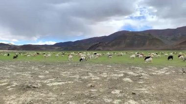 Hindistan 'ın Rhongo Ladakh kentindeki Himalaya dağları yakınlarında bir Pashmina yün keçi sürüsü otluyor..