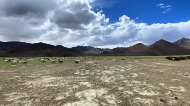 Hindistan 'ın Rhongo Ladakh kentindeki Himalaya dağları yakınlarında bir Pashmina yün keçi sürüsü otluyor..