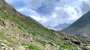 Himalaya dağlarının Gumri 'deki Himalaya dağları yakınlarında keçilerin otladığı yer. Hindistan 'da Ladakh sendikası sınırları içinde yer almaktadır..