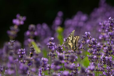Fransa 'da kelebeklerle dolu güzel bir lavanta tarlası