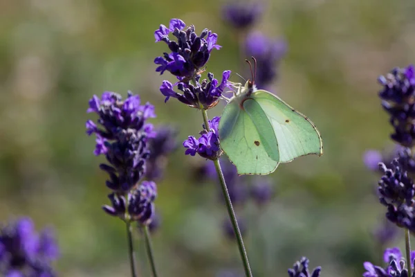 Beautiful Lavender Field France Butterflies — Stock Photo, Image