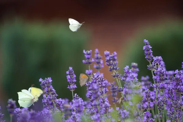 法国美丽的薰衣草地 长着蝴蝶 — 图库照片