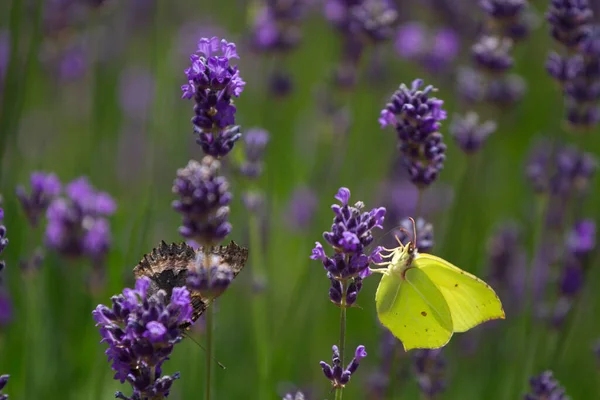 Beautiful Lavender Field France Butterflies — Stock Photo, Image