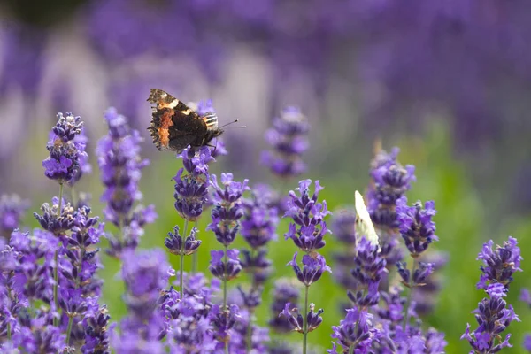 Hermoso Campo Lavanda Francia Con Mariposas — Foto de Stock
