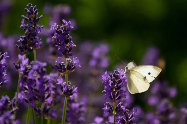 Schöne Lavendelfelder Frankreich Mit Schmetterlingen — Stockfoto
