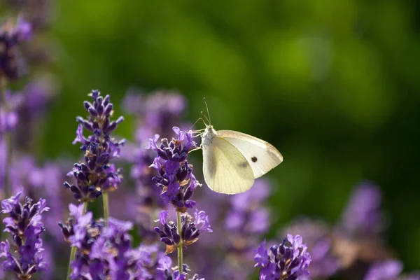 Krásné Levandulové Pole Francii Motýly — Stock fotografie
