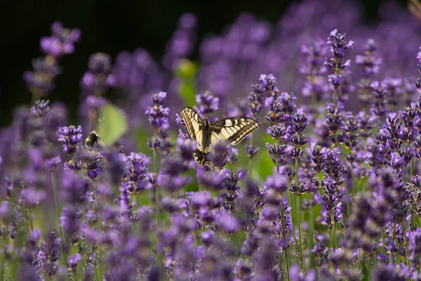 Vackert Lavendelfält Frankrike Med Fjärilar — Stockfoto