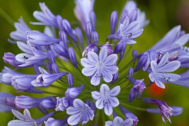 Akdeniz 'de Calvi Korsika, çiçekler