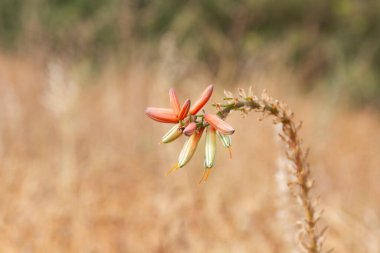 Akdeniz 'de Calvi Korsika, Aloe tomentosa Çiçekler
