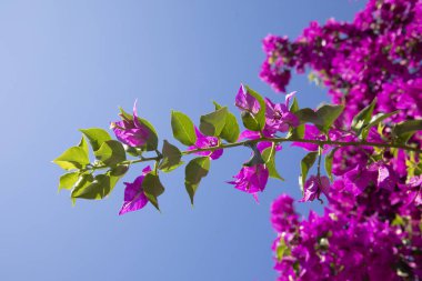 Calvi Korsika Akdeniz, Büyük begonviller