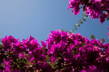 Calvi Korsika Akdeniz, Büyük begonviller