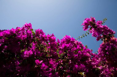 Calvi Korsika Akdeniz, Büyük begonviller