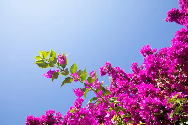 Calvi Korsika Medelhavet Stora Bougainvillea Blommor — Stockfoto