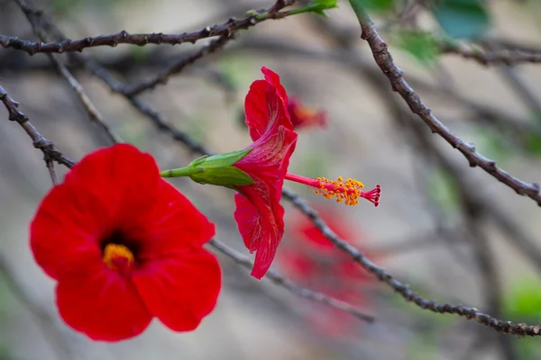Calvi Korsika Vid Medelhavet Blommor — Stockfoto